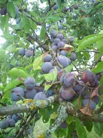 DSC01738.webp