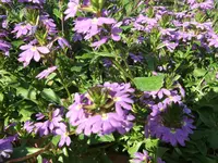 DSCF3971.webp