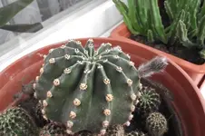 Garten 040.webp