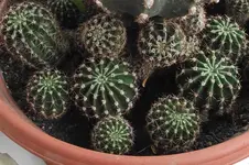 Garten 043.webp