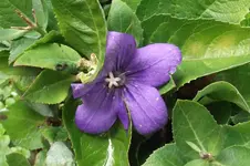Garten 005.webp