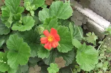 Garten 010.webp