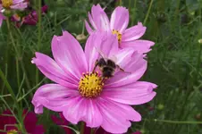 Garten 022.webp