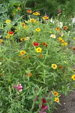 Garten 025.webp