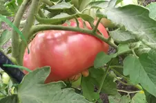 Garten 011.webp