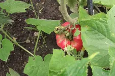 Garten 012.webp