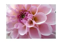 dahlie.webp
