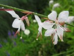 gaura.jpg