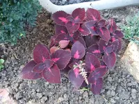 buntnessel.webp