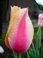 HeimApr 10-71a.webp