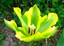 HeimApr 10-89.webp