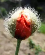 HeimJuni 10-69.webp