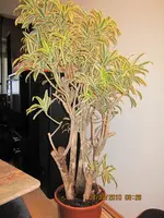 IMG_0471.webp