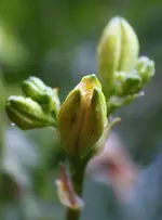 Knospe Green Mystique.webp