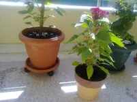 08082010836.webp