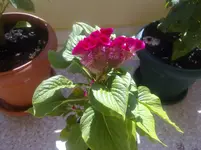 08082010837.webp