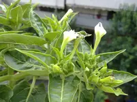 Wunderblume.webp