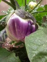 Aubergine 08.08.2010.webp