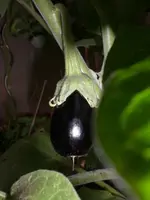 Aubergine Piccolo 08.08.2010.webp