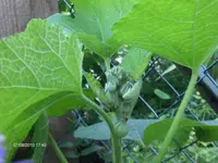 HPIM5217.webp
