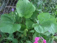 HPIM5218.webp