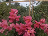 HPIM5220.webp