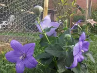 HPIM5221.webp