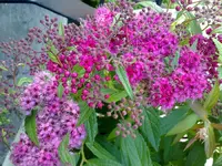 Spiraea bumalda Anthony Waterer.webp