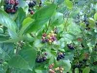 unbekannt08082010b.webp