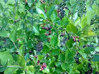 unbekannt08082010a.jpg