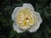005.webp