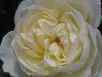 003.webp