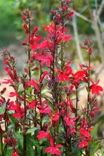 Lobelie cardinalis2.webp