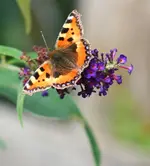 Sommerflieder1.webp