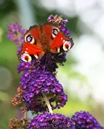 Sommerflieder4.webp