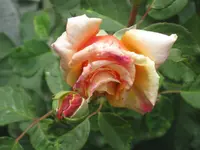 014.webp