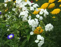 weißer Phlox und Schafgarbe.webp