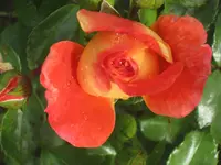 022.webp