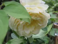 030.webp
