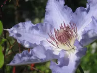 045.webp