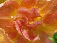 025.webp