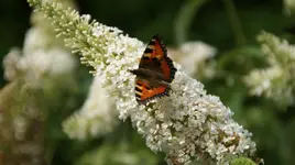 DSC03698.webp