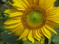 017.webp