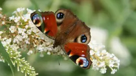 DSC03701.webp