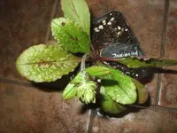 k-DSCF0032.webp
