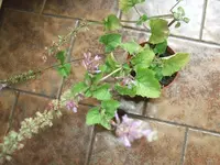 k-DSCF0033.webp