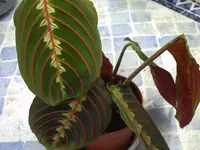 PICT0088.webp