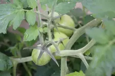 Unser Garten 002.webp