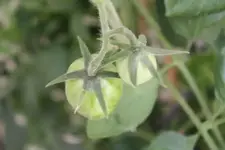 Unser Garten 003.webp