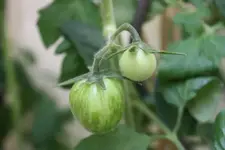 Unser Garten 004.webp